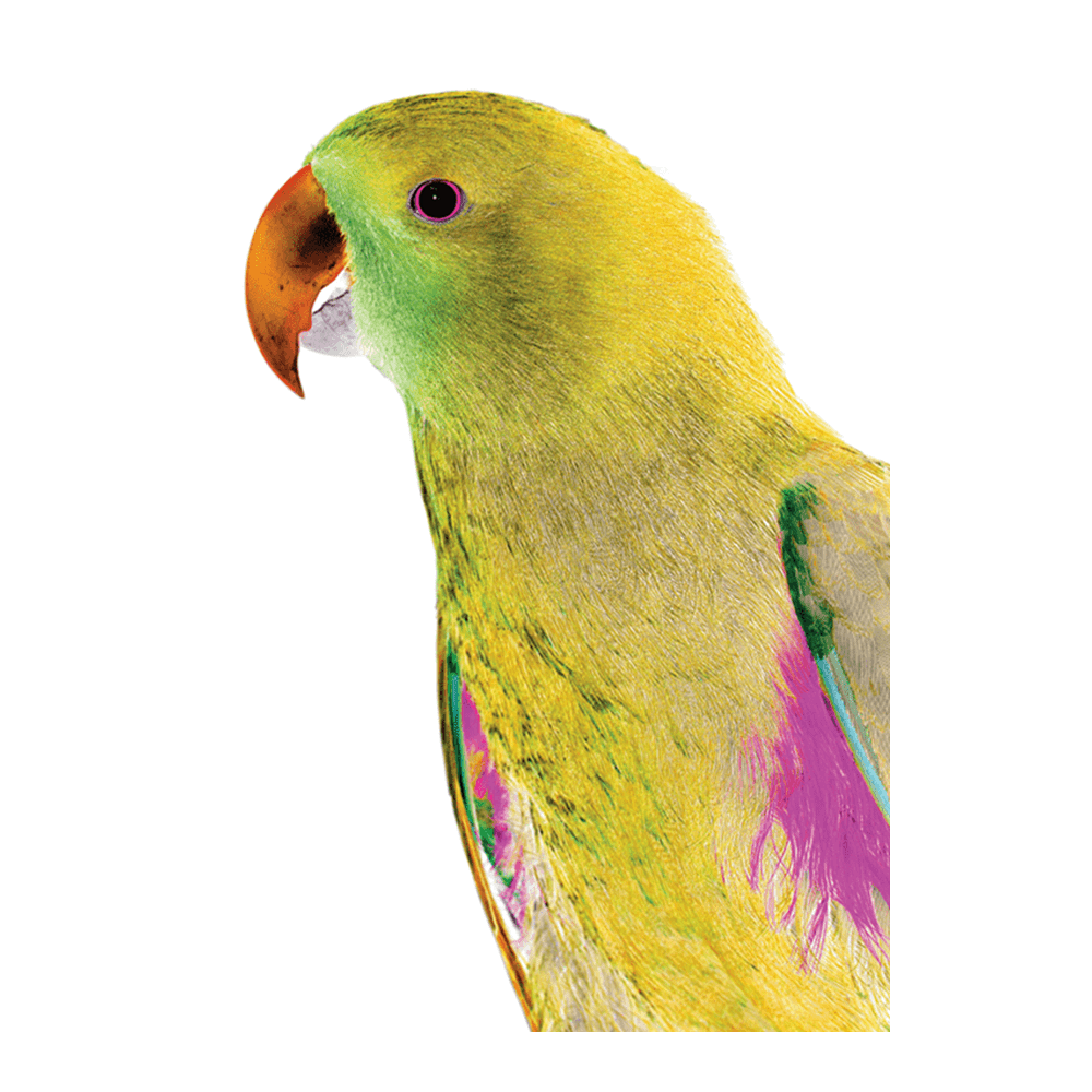 Polly