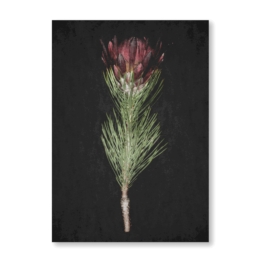 Protea - Jasper & Jute