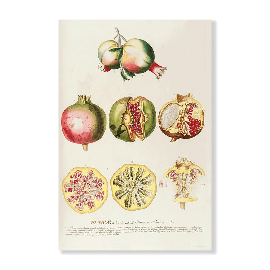 Punicae - Jasper & Jute