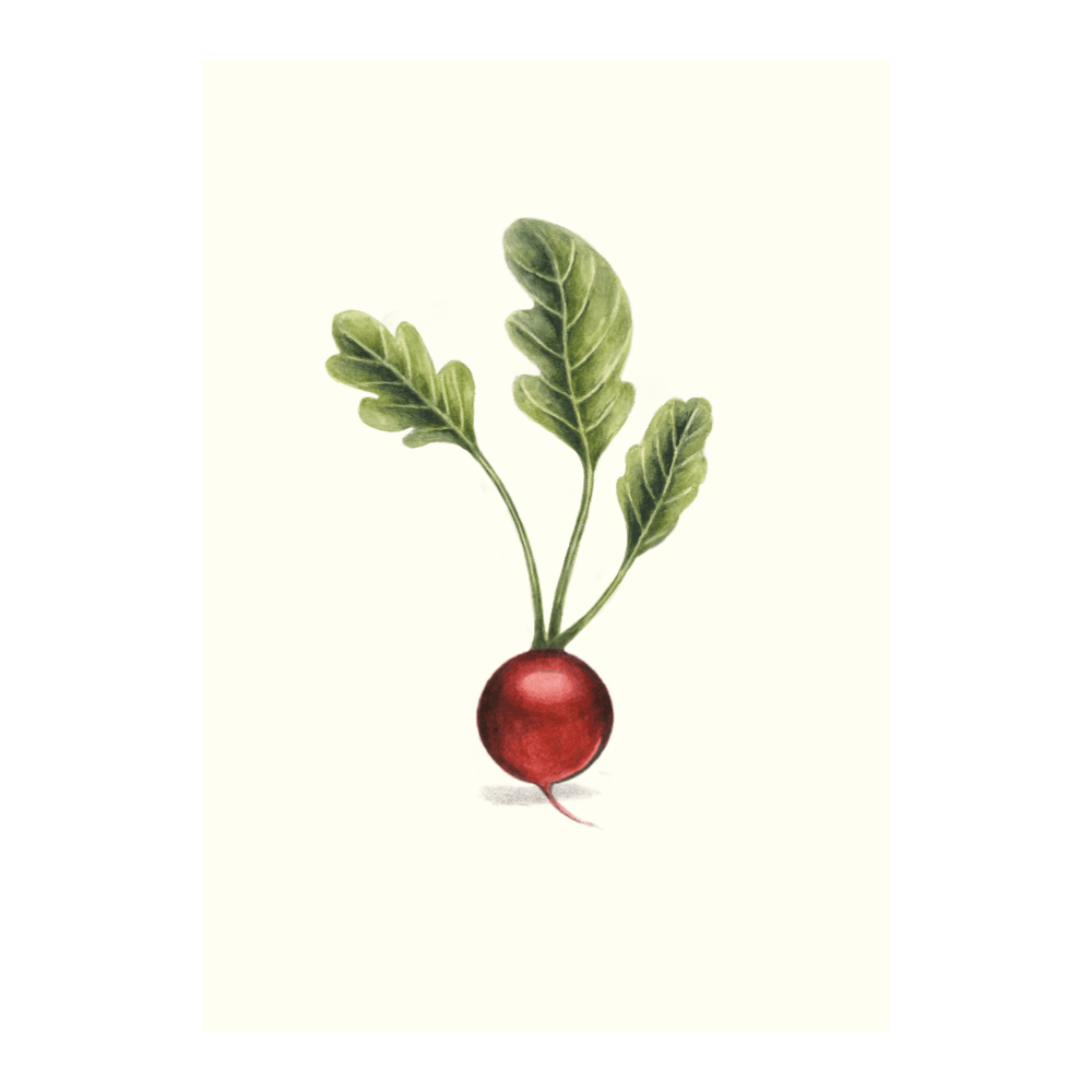 Radish