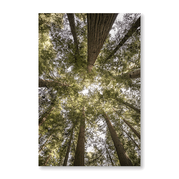 Reedwood Forest - Jasper & Jute