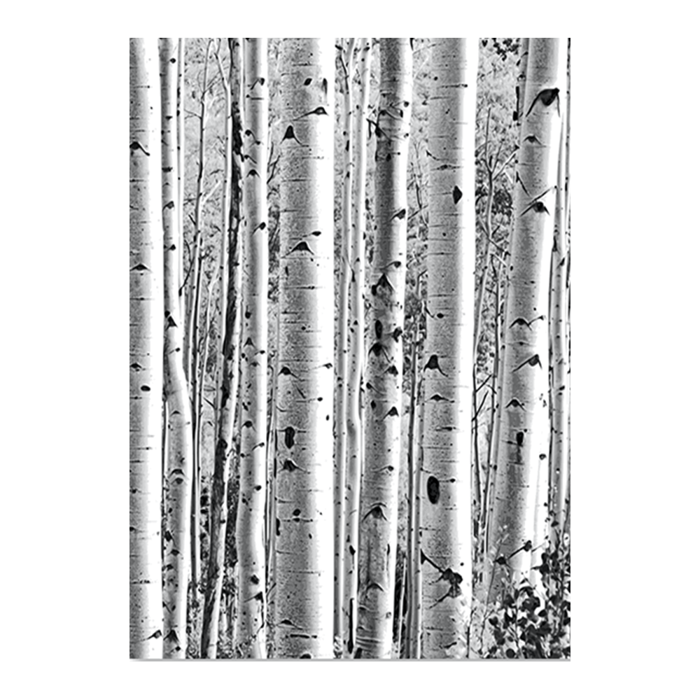 Silver Birches
