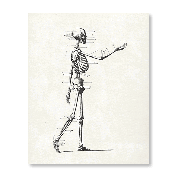 Skeleton Patents I - Jasper & Jute
