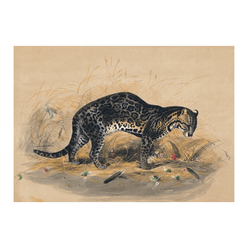 The Painted Ocelot