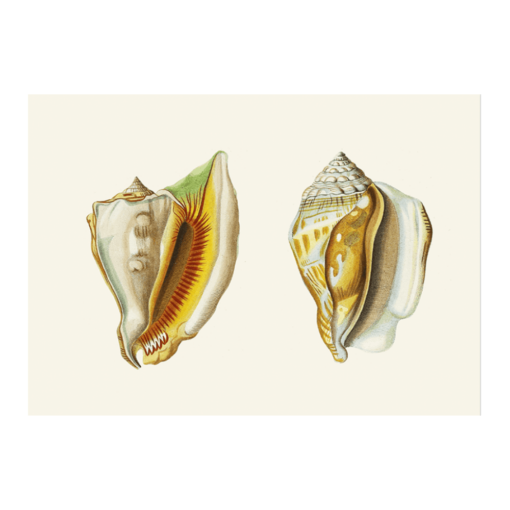 Strombea X