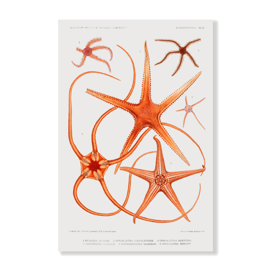 Starfish Varieties III - Jasper & Jute