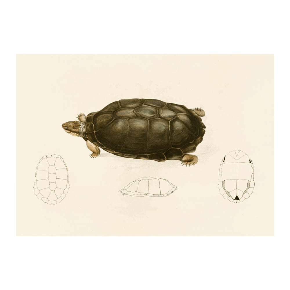Sternotherus Sinuatus