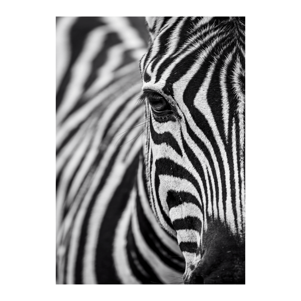 Stripes In Focus
