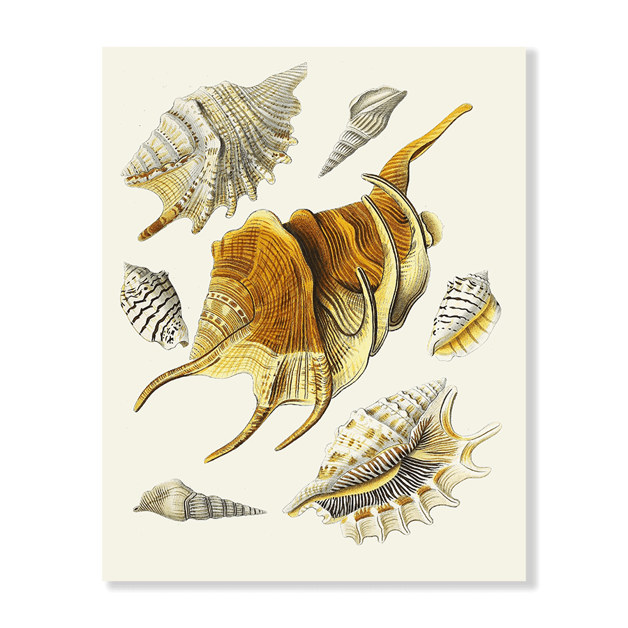 Strombea XV - Jasper & Jute