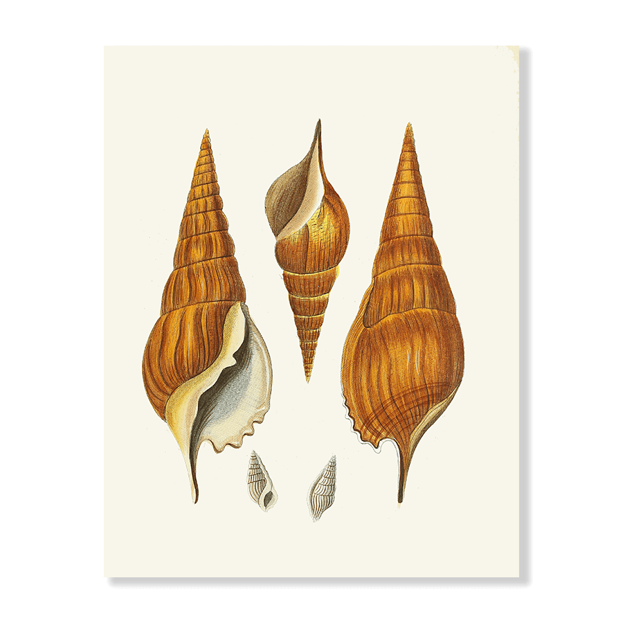 Strombea XXVIII - Jasper & Jute