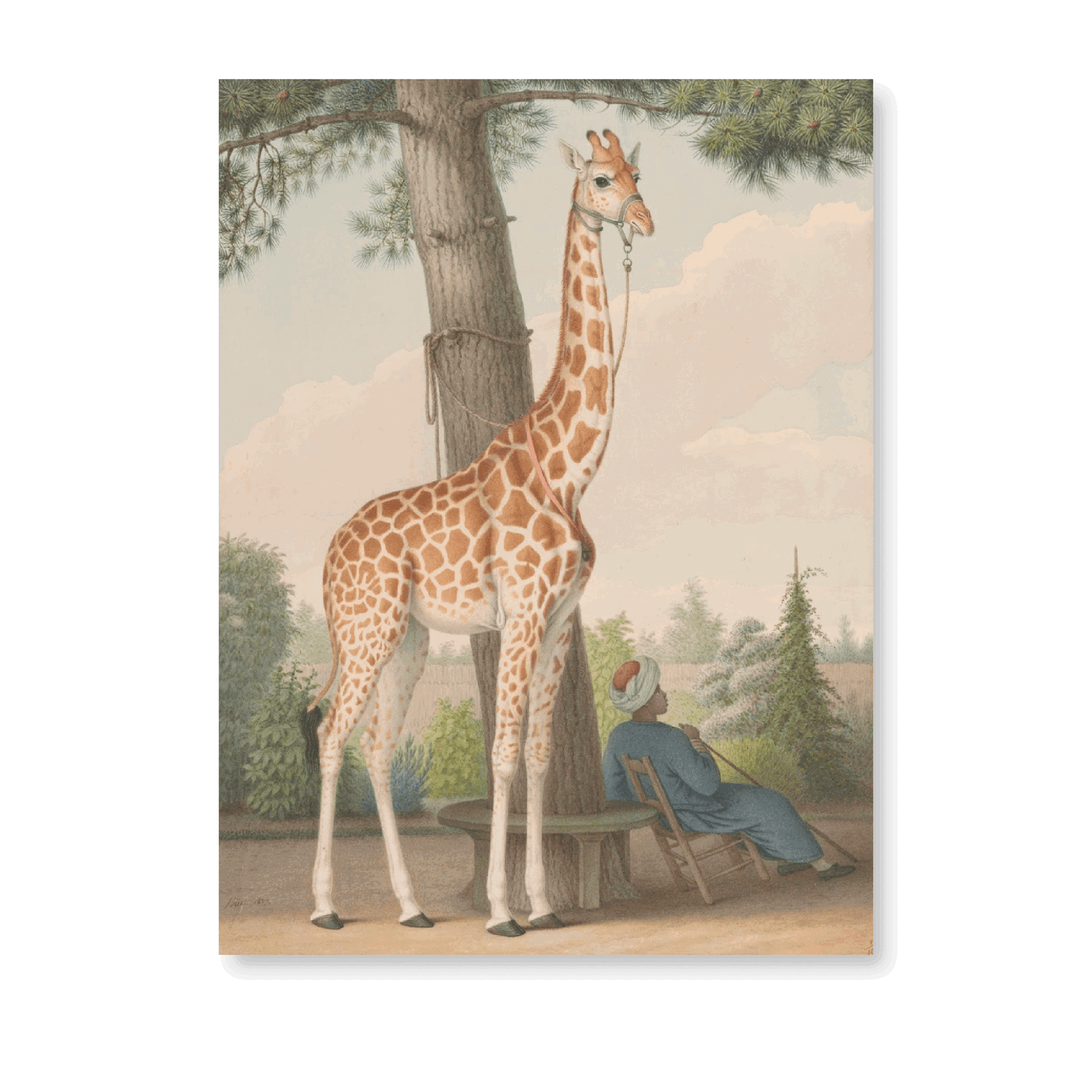 Study Of The Giraffe Given To Charles X By The Viceroy Of Egypt (1827) - Jasper & Jute