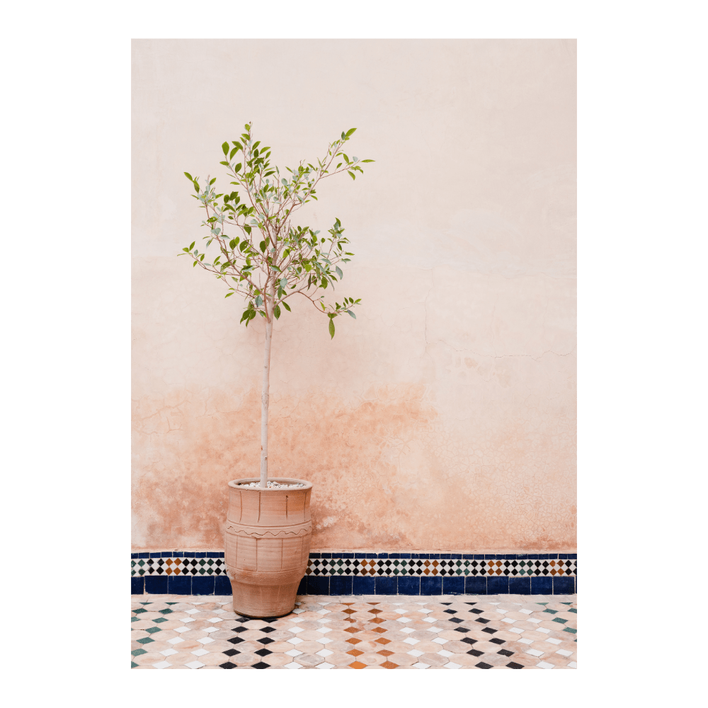 Terracotta Plant in Morocco
