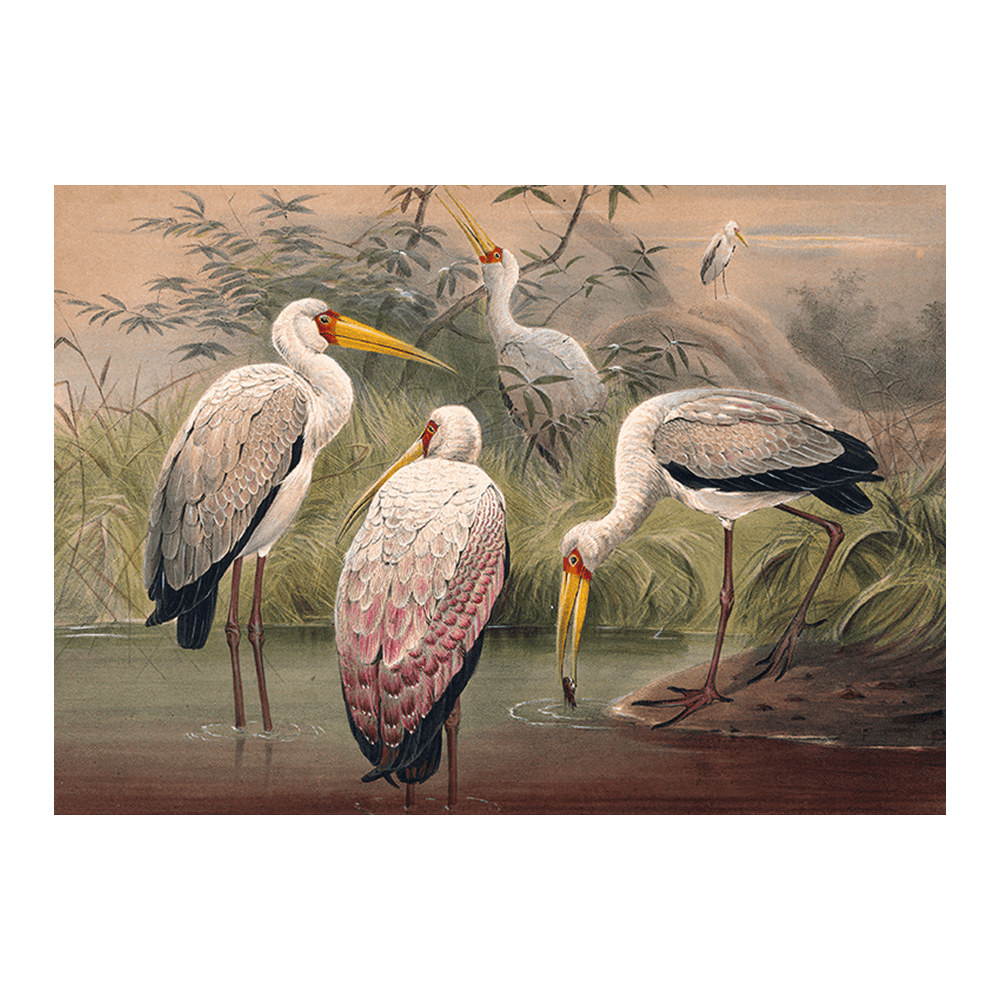 The African Wood Ibis