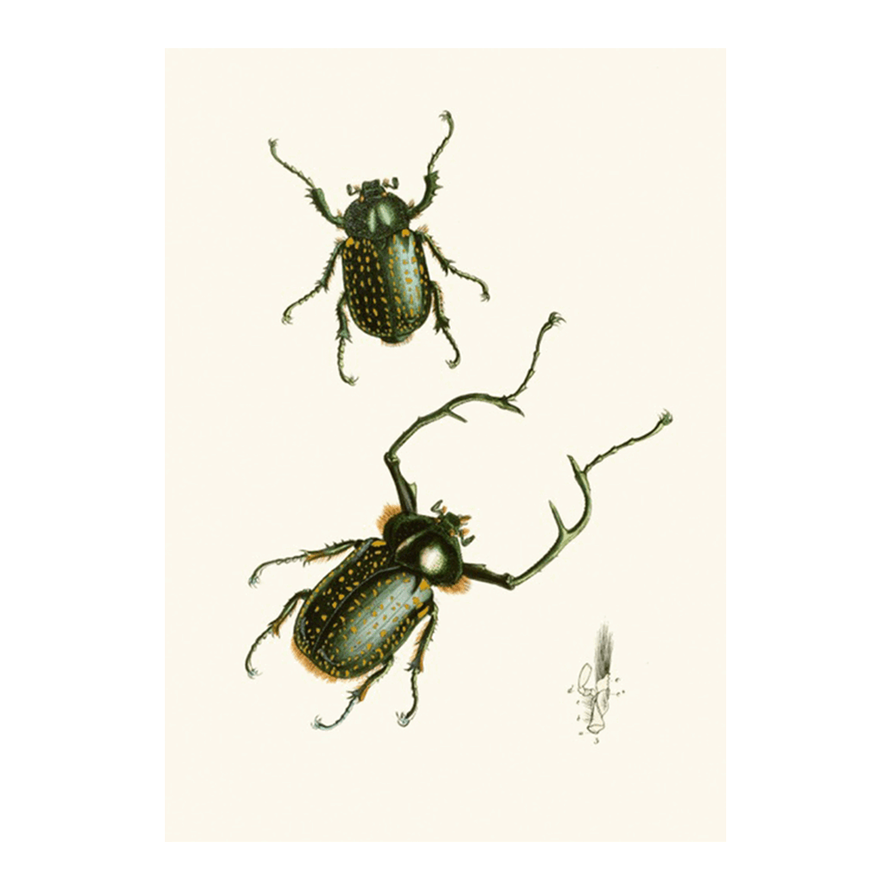 The Cabinet of Oriental Entomology Pl II (1848)