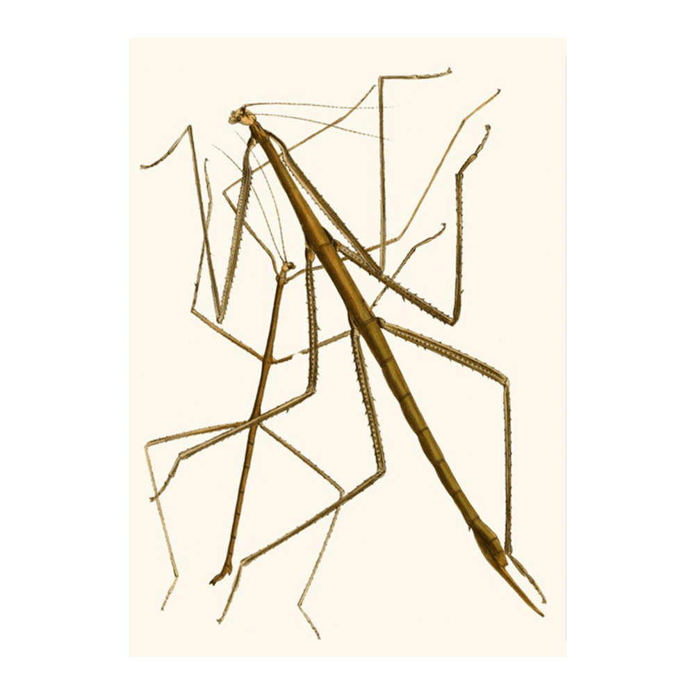 The Cabinet of Oriental Entomology Pl XXXIII (1848)