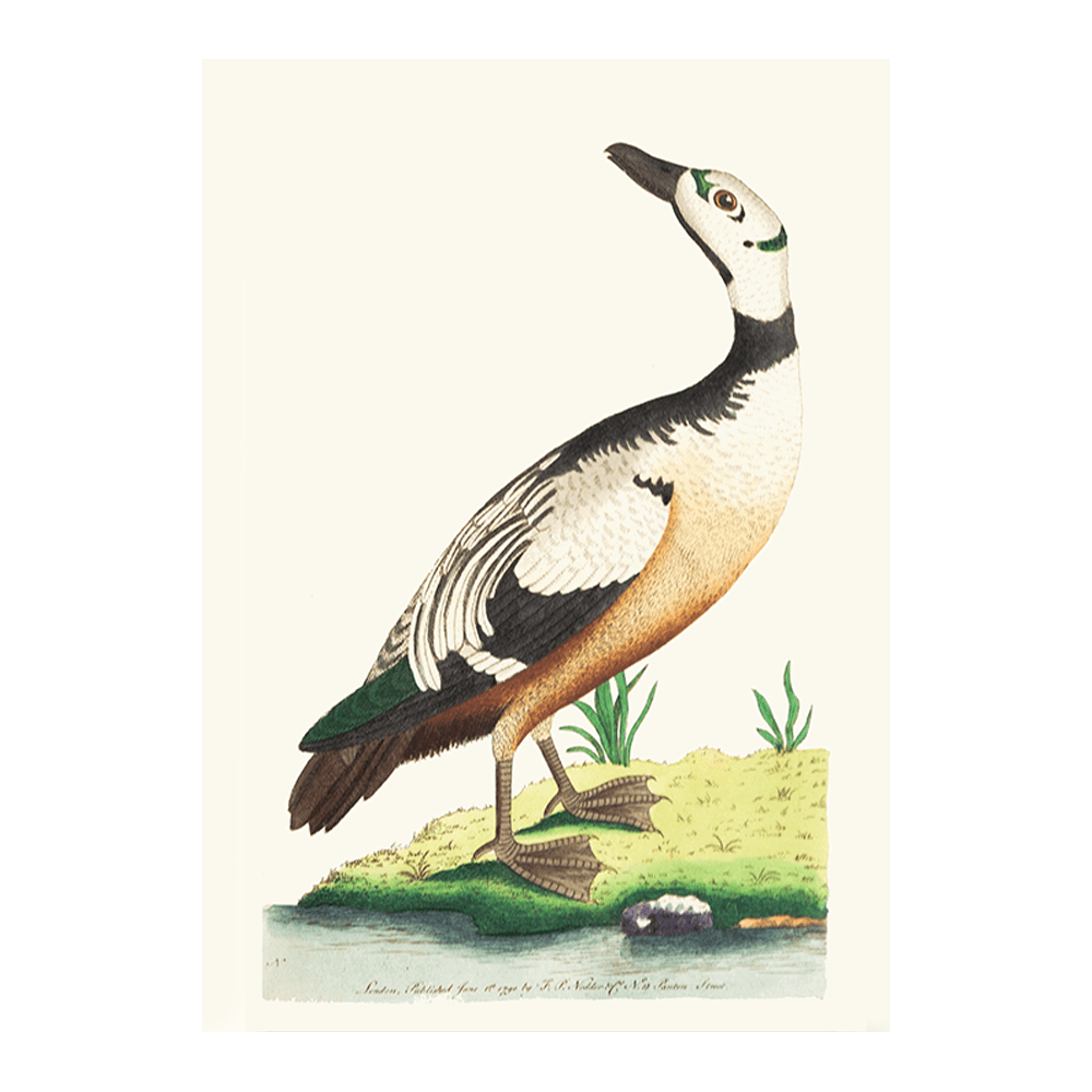 The Western Duck
