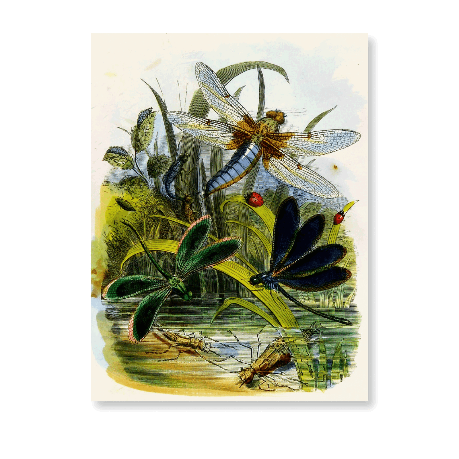 The Butterfly Vivarium Or Insect Home PI V (1858) - Jasper & Jute
