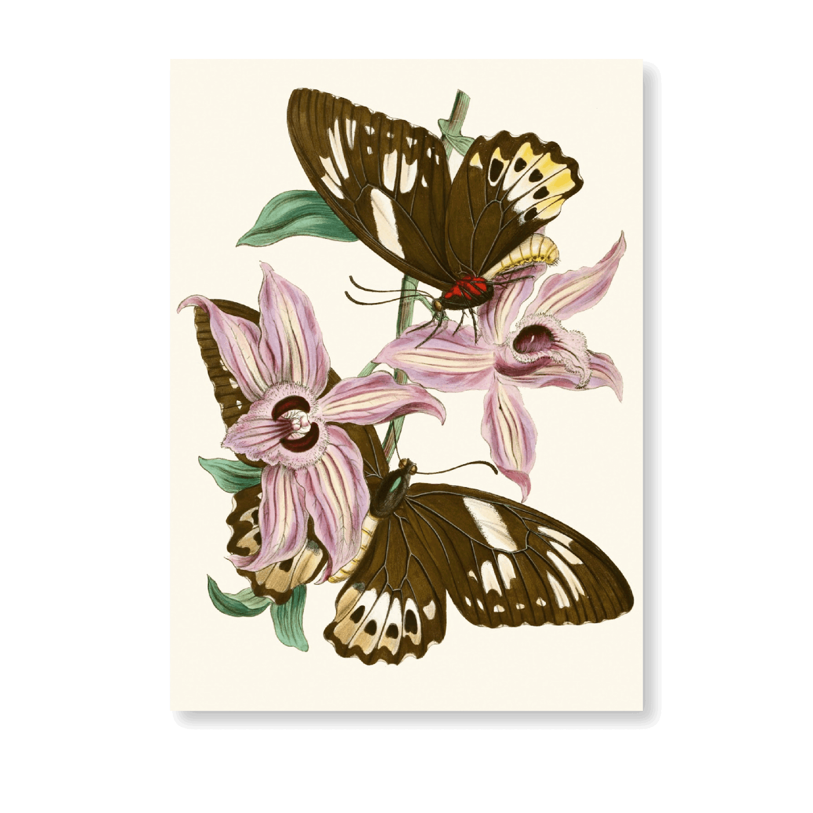 The Cabinet Of Oriental Entomology PI XV (1848) - Jasper & Jute