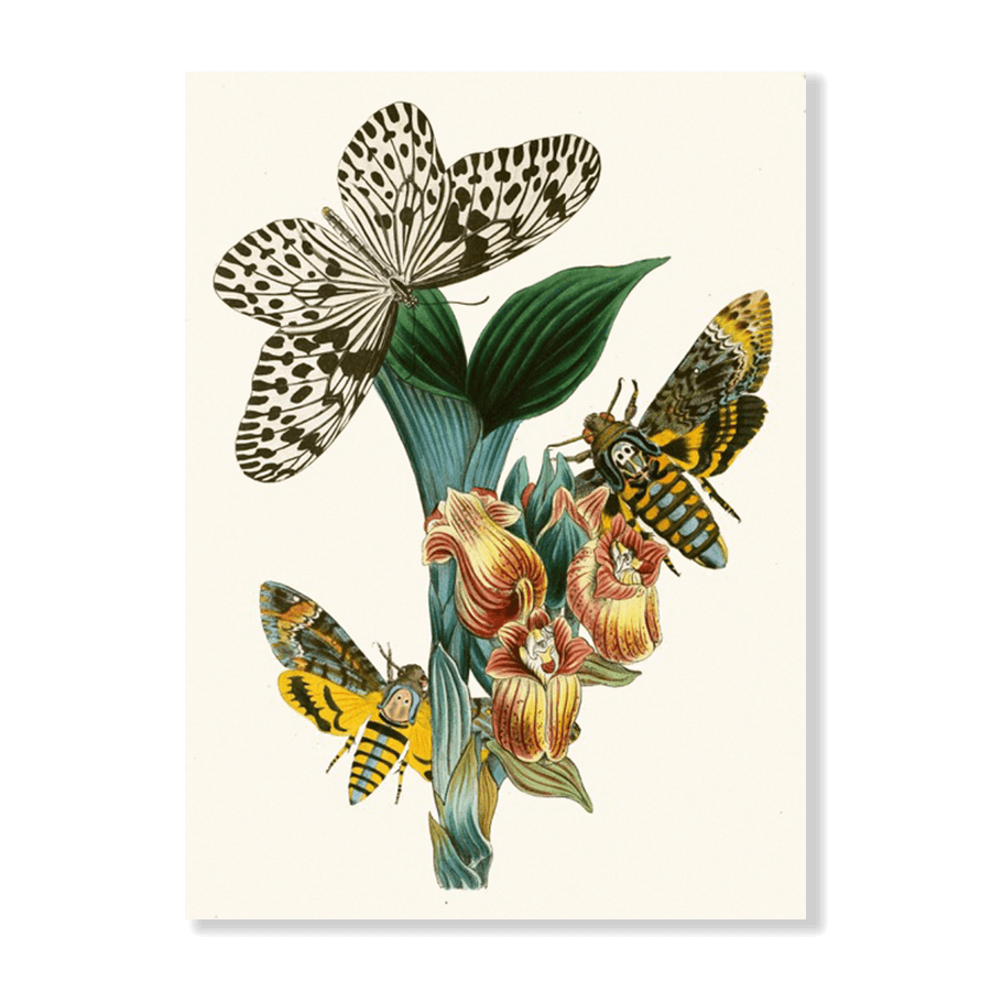 The Cabinet of Oriental Entomology Pl XLI (1848) - Jasper & Jute