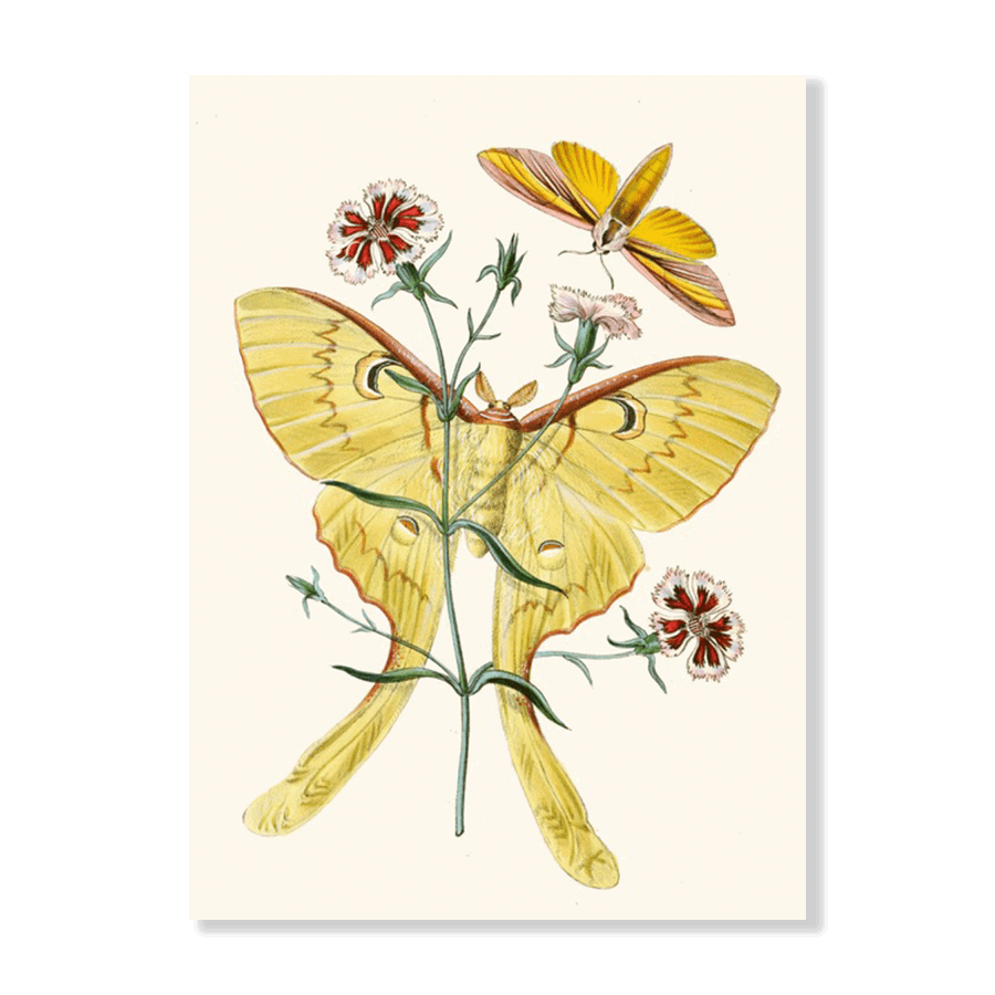 The Cabinet of Oriental Entomology Pl XXII (1848) - Jasper & Jute