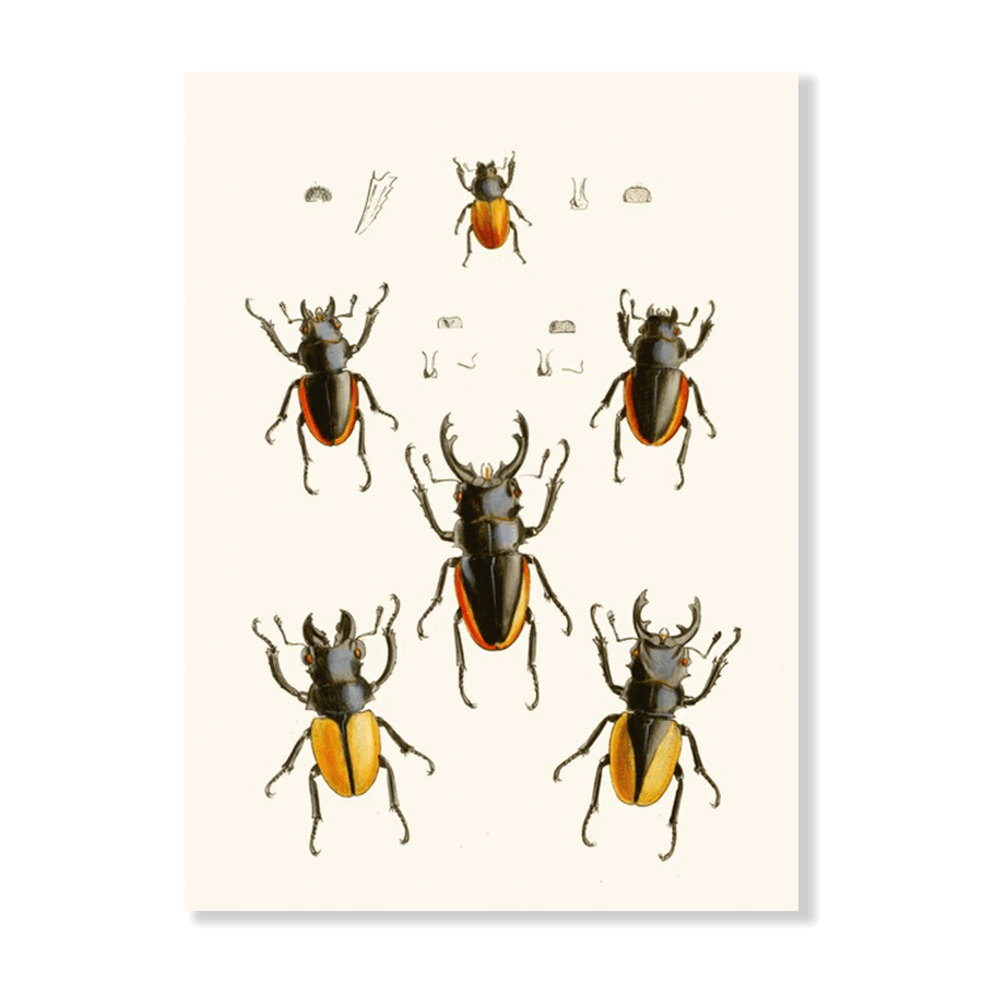 The Cabinet of Oriental Entomology Pl XXVII (1848) - Jasper & Jute