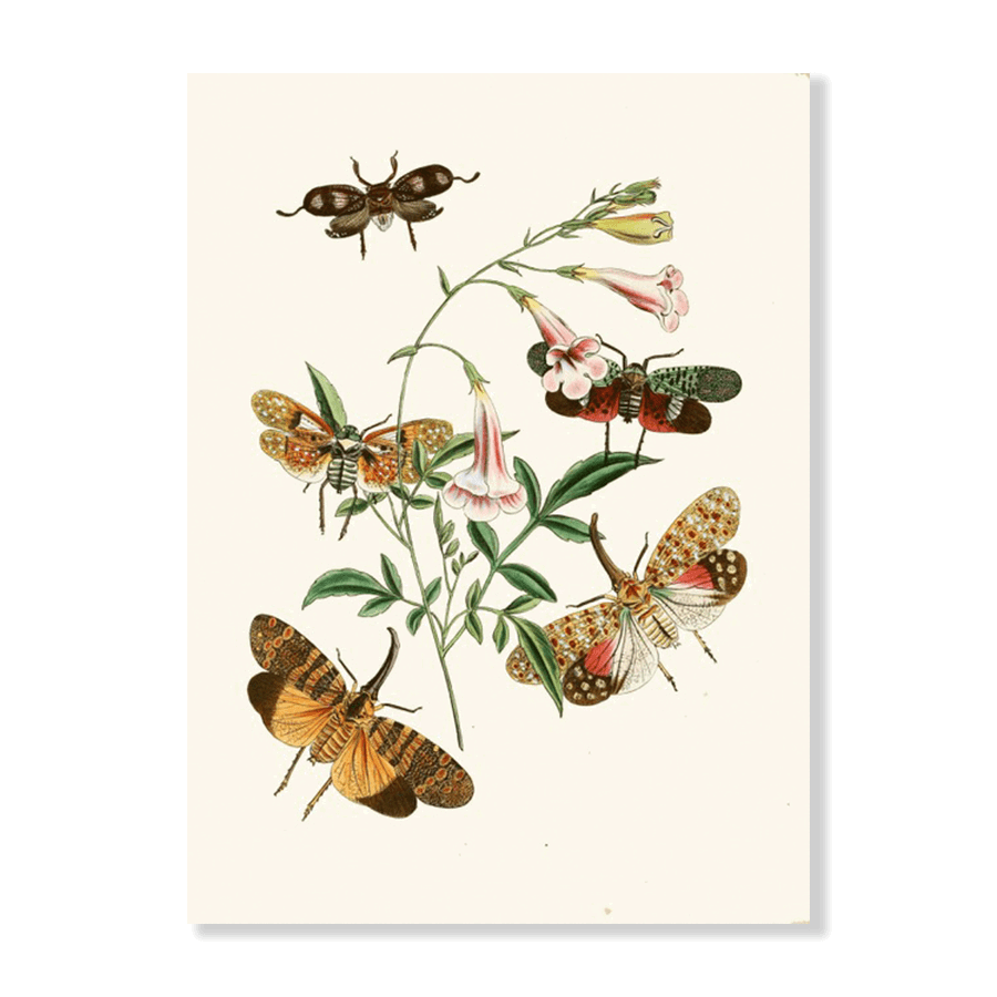 The Cabinet of Oriental Entomology Pl XXXVII (1848) - Jasper & Jute