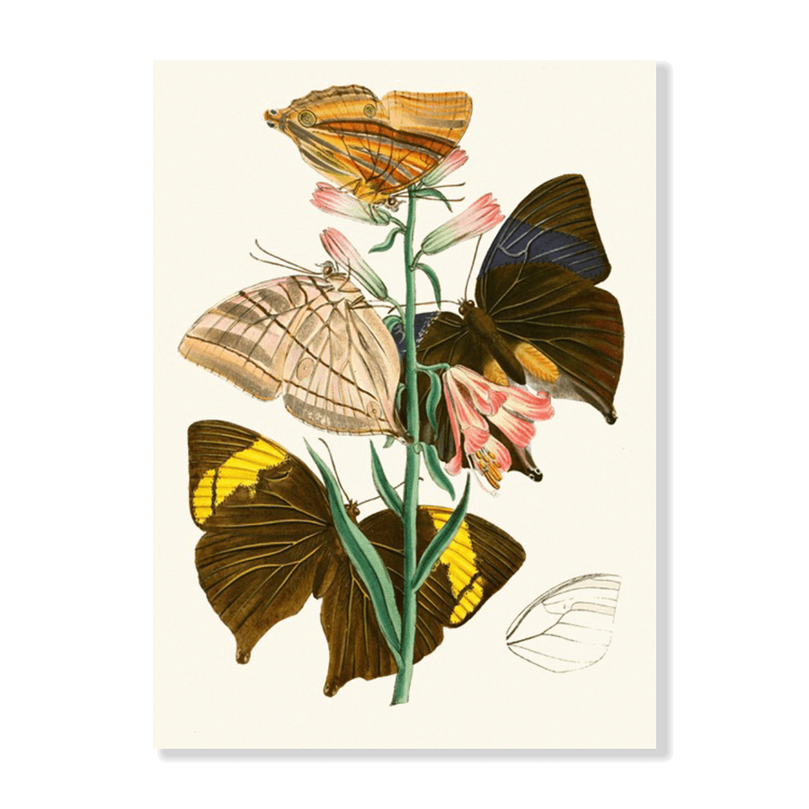 The Cabinet of Oriental Entomology Pl XX (1848) - Jasper & Jute