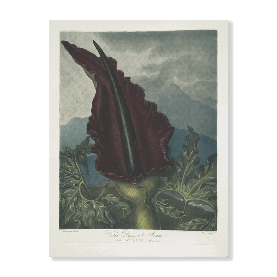 The Dragon Arum - Jasper & Jute