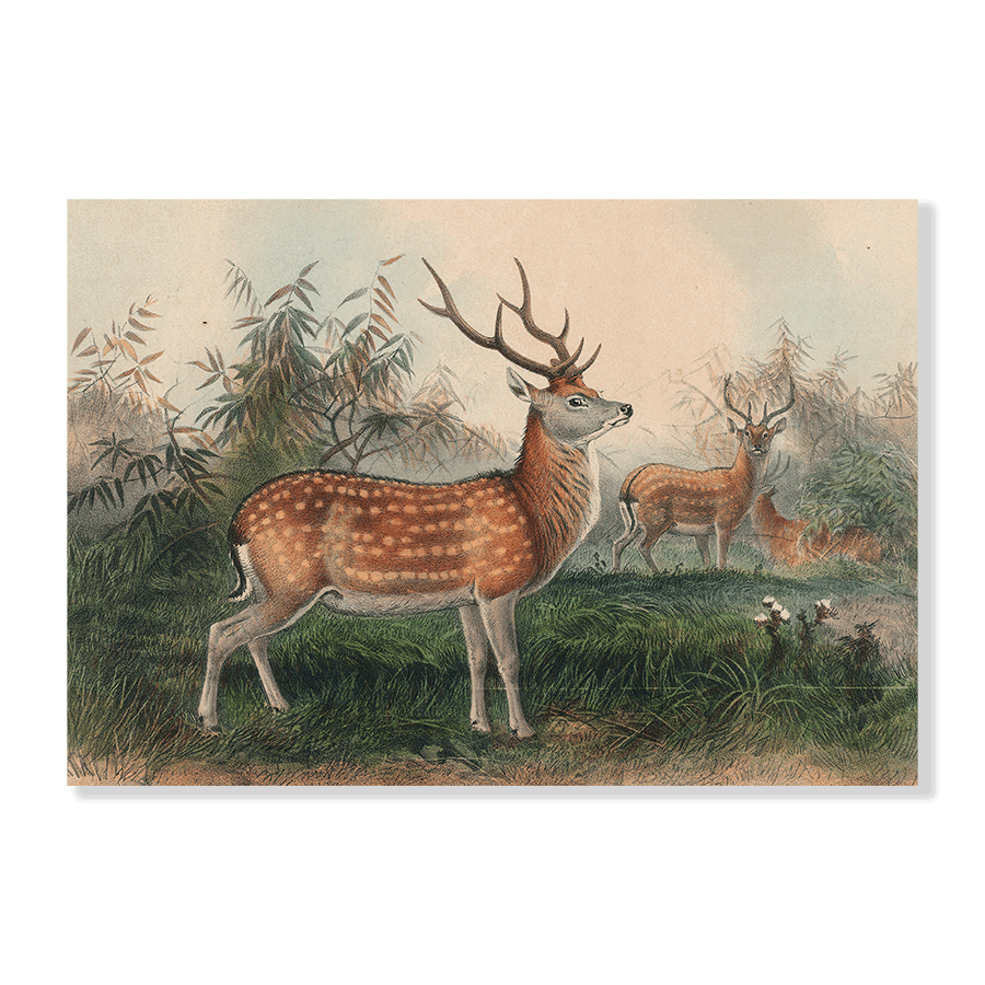 The Japanese Deer - Jasper & Jute