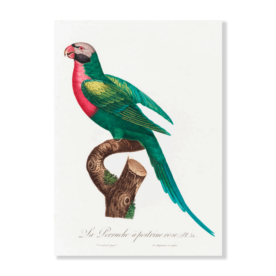 The Red Breasted Parakeet - Jasper & Jute