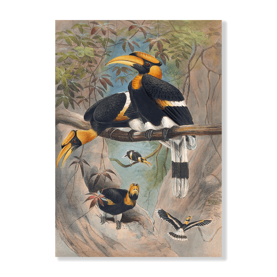 The Rhinoceros Hornbill - Jasper & Jute