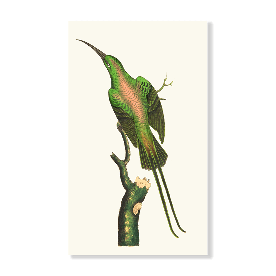 The Shining Creeper - Jasper & Jute