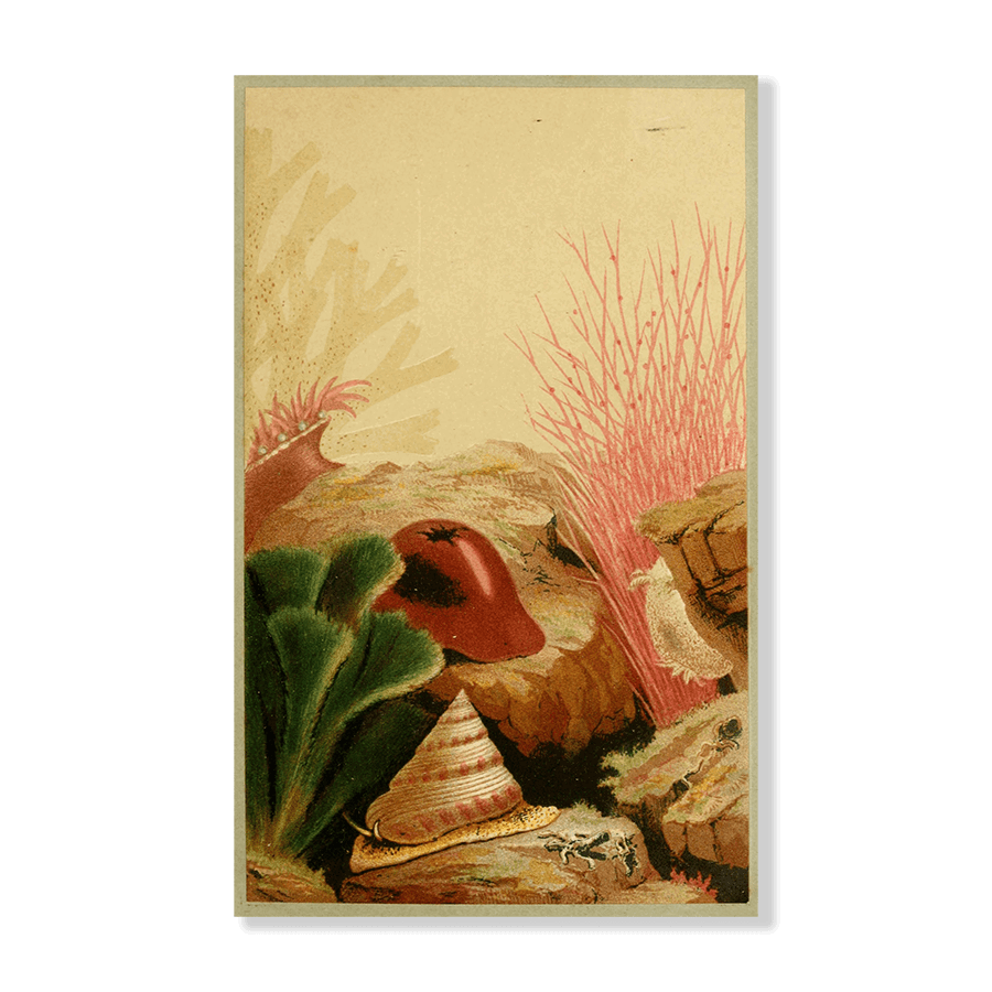 The Smooth Anemone - Jasper & Jute