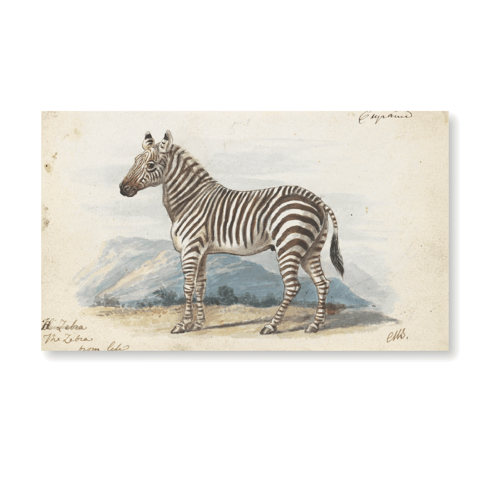 The Zebra (1837) - Jasper & Jute