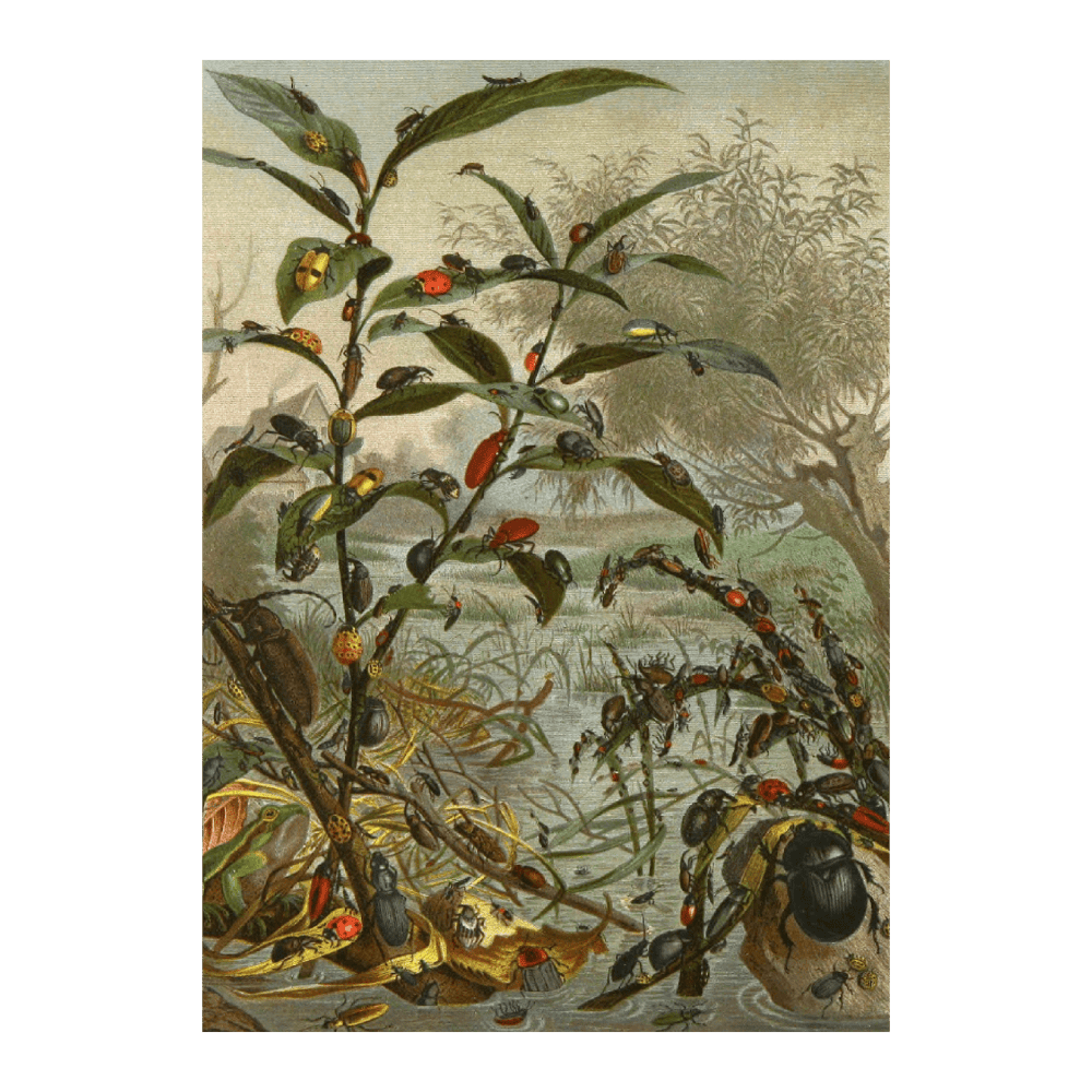 Die Insekten, Tausendfüssler Und Spinnen PI II (1877)