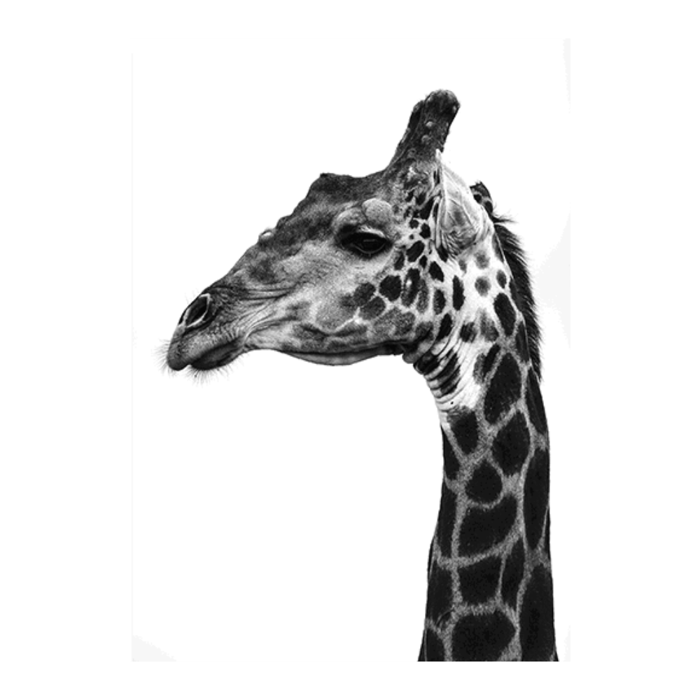 Super Safari I