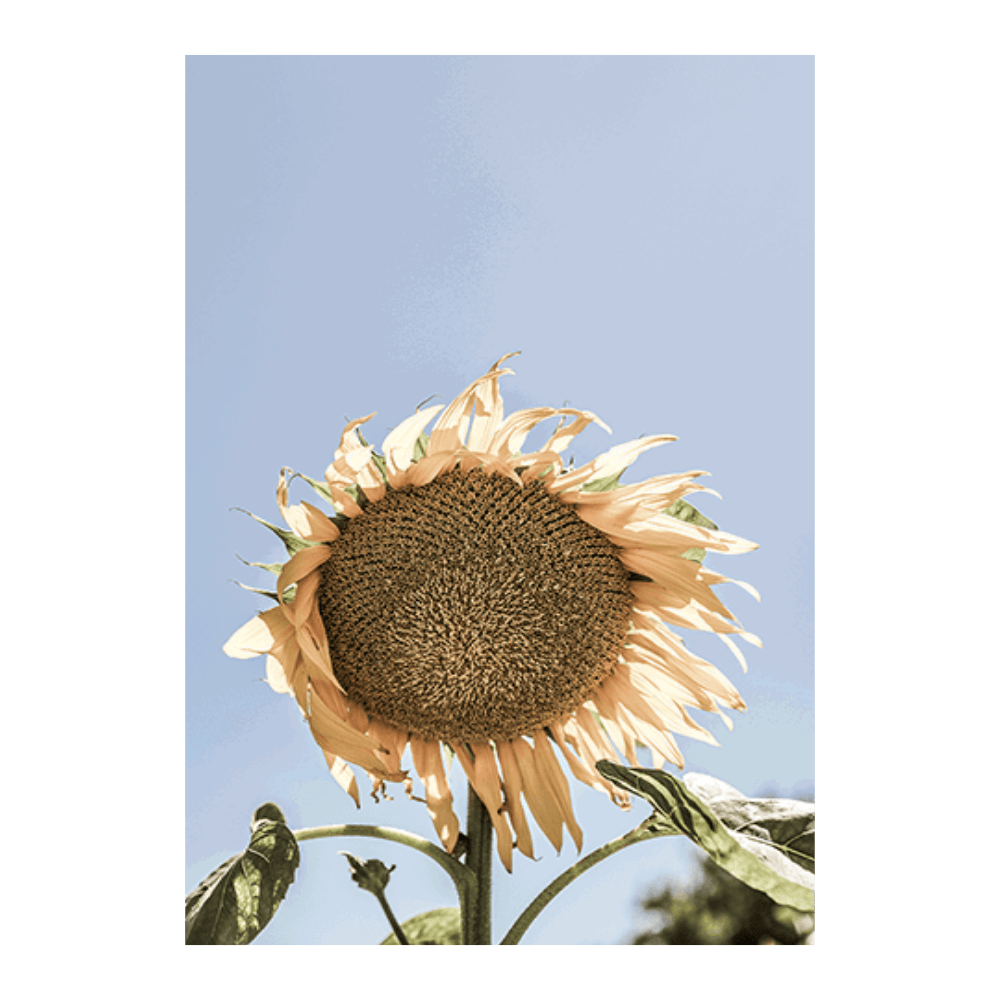 Sunny Bloom