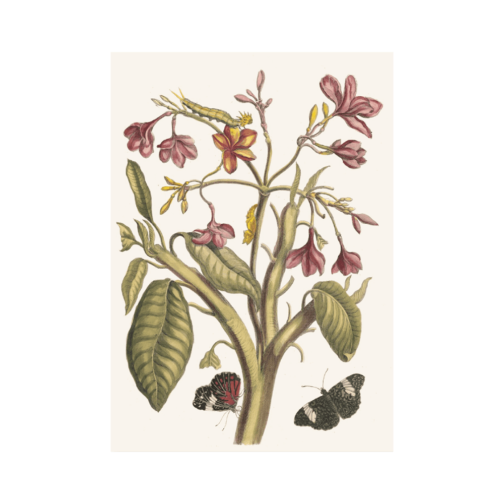 Jasmin Des Indes (1705)