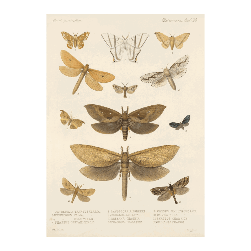 Insecta Lepidoptera