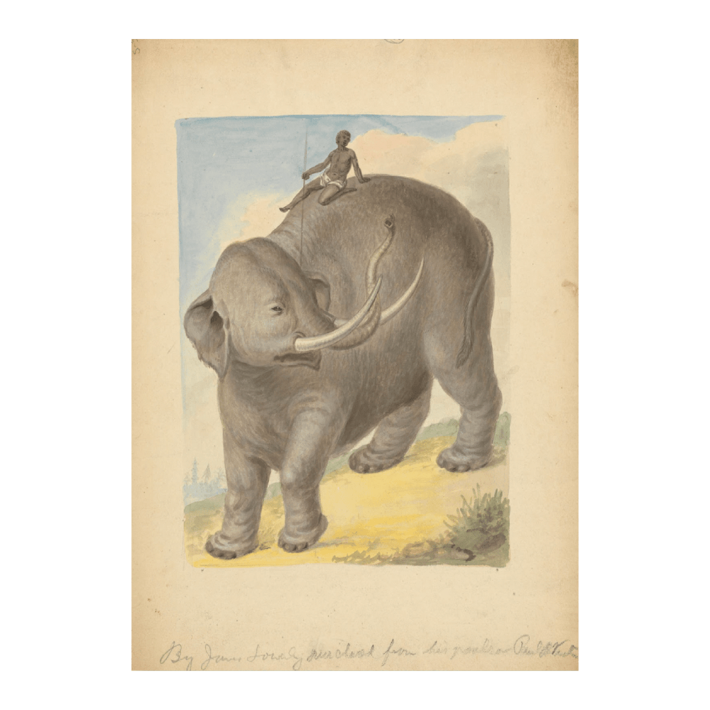 Elephant With Rider