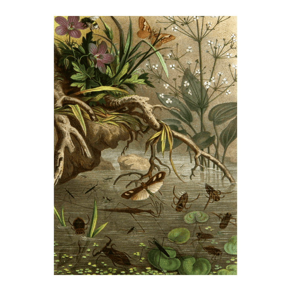 Die Insekten, Tausendfüssler Und Spinnen PI XX (1877)