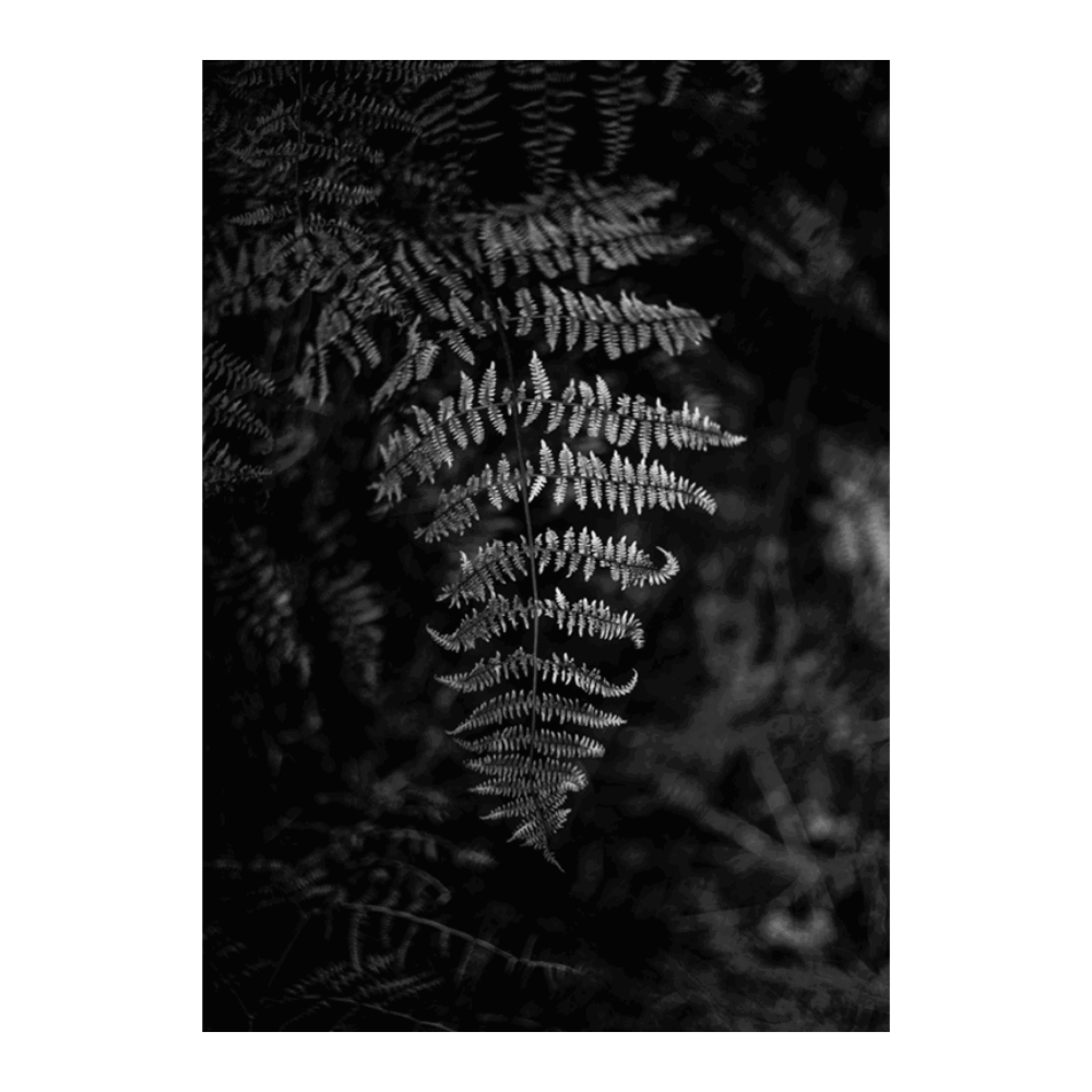 Silver Fern
