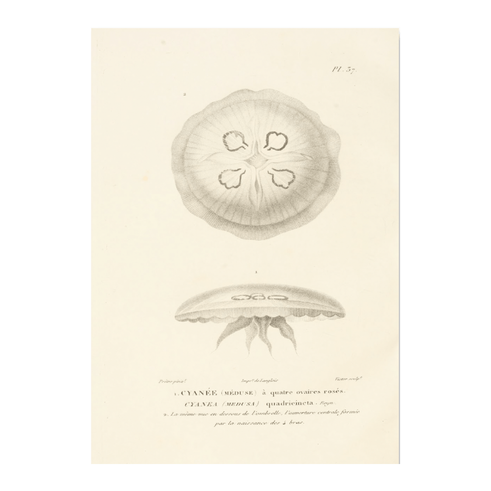 Centurie Zoologique PI XXXVII