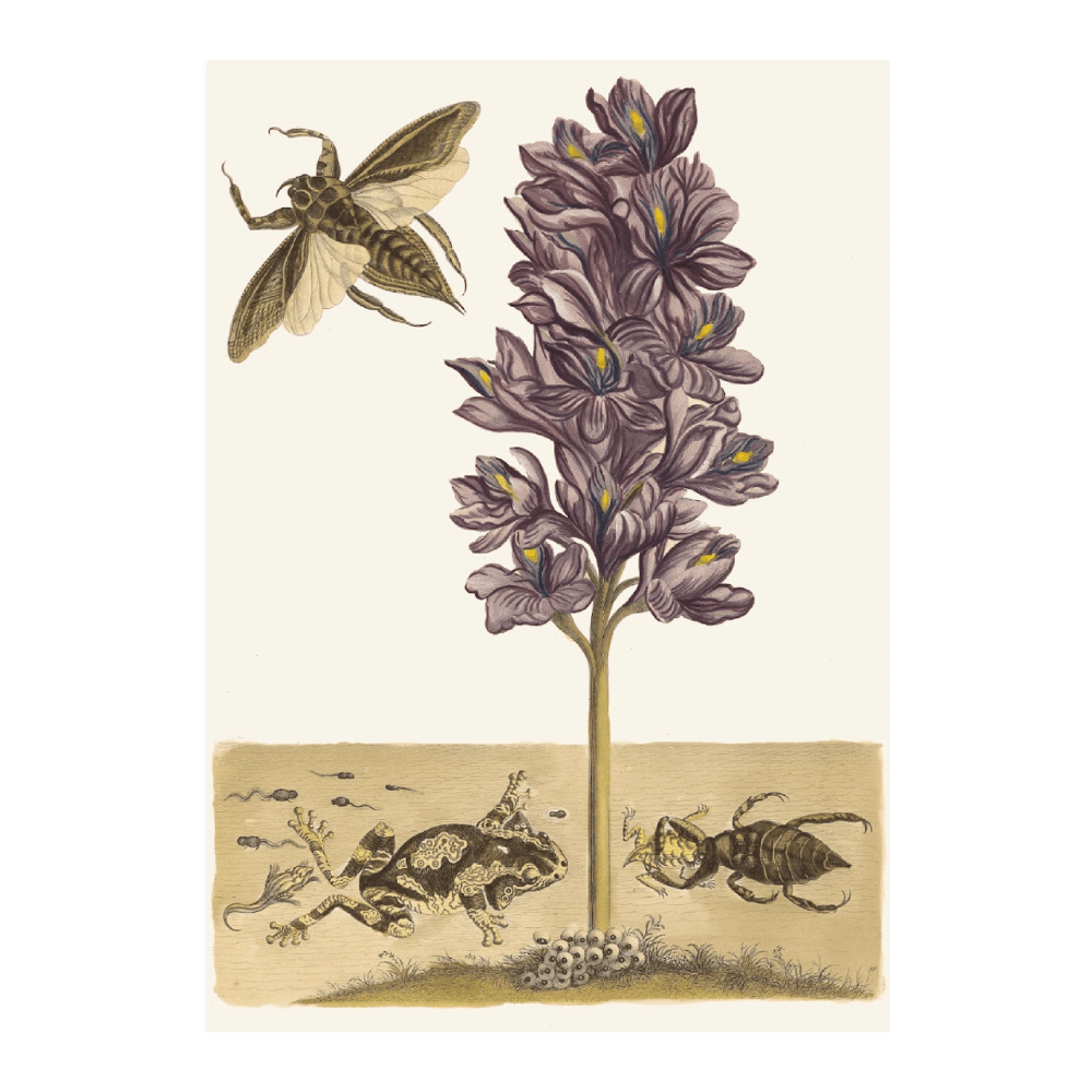 Eichornia Crassipes (1705)