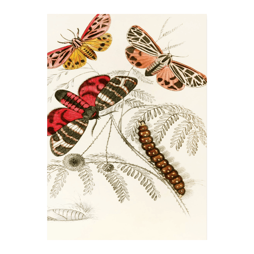 Artia Hebe, Spilosoma Arge, Spilosoma Aerea, Spilosoma Virgo (1833)