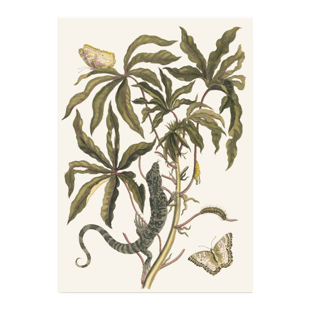 Casave (1705)