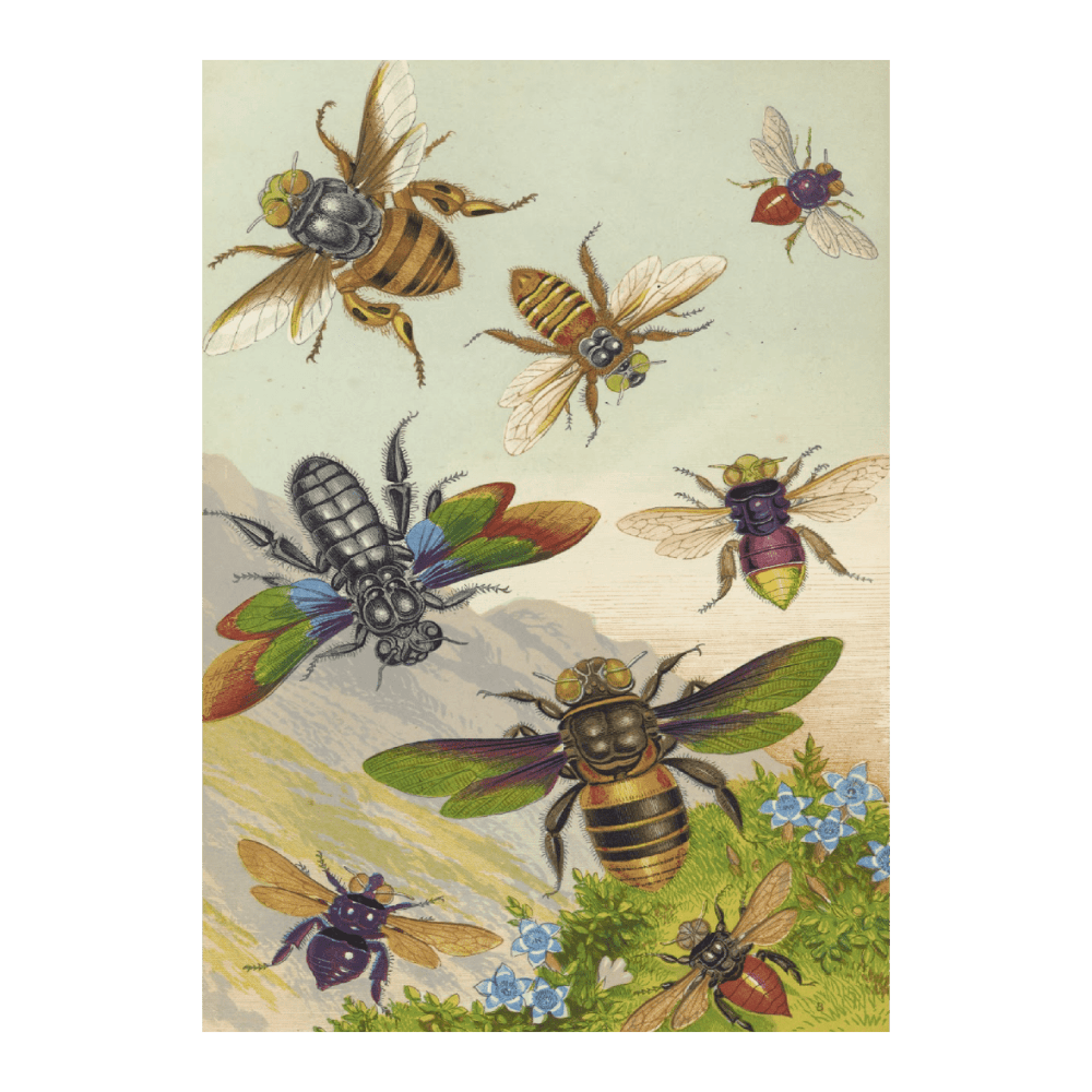 Beautiful Exotic Bees (1871)