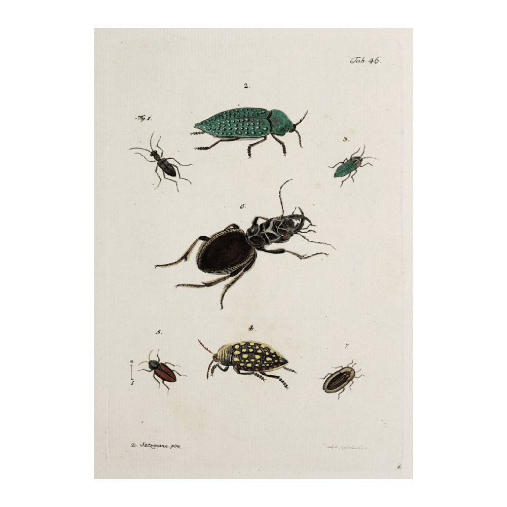 Archives De L'histoire Des Insectes PI XLI (1794)