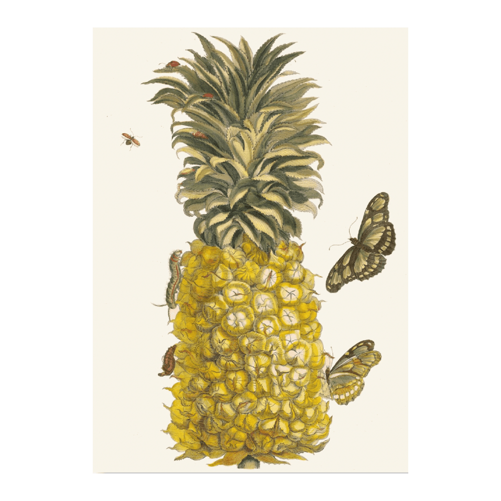 Ananas Mur (1705)