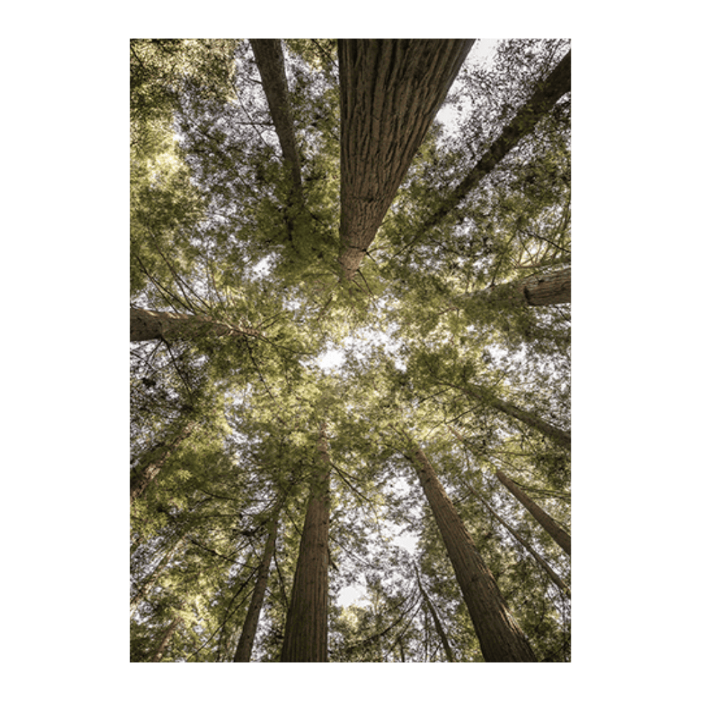 Reedwood Forest